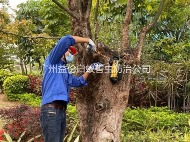 民乐街道绿化白蚁防治